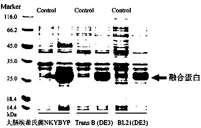 Method for obtaining soluble proinsulin by utilizing Escherichia coli expression system