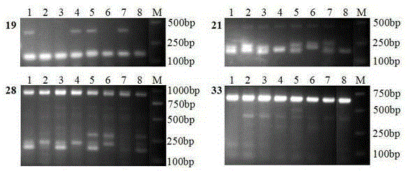 Plum SSR labeled primer pair exploited on basis of transcriptome sequence, and application thereof