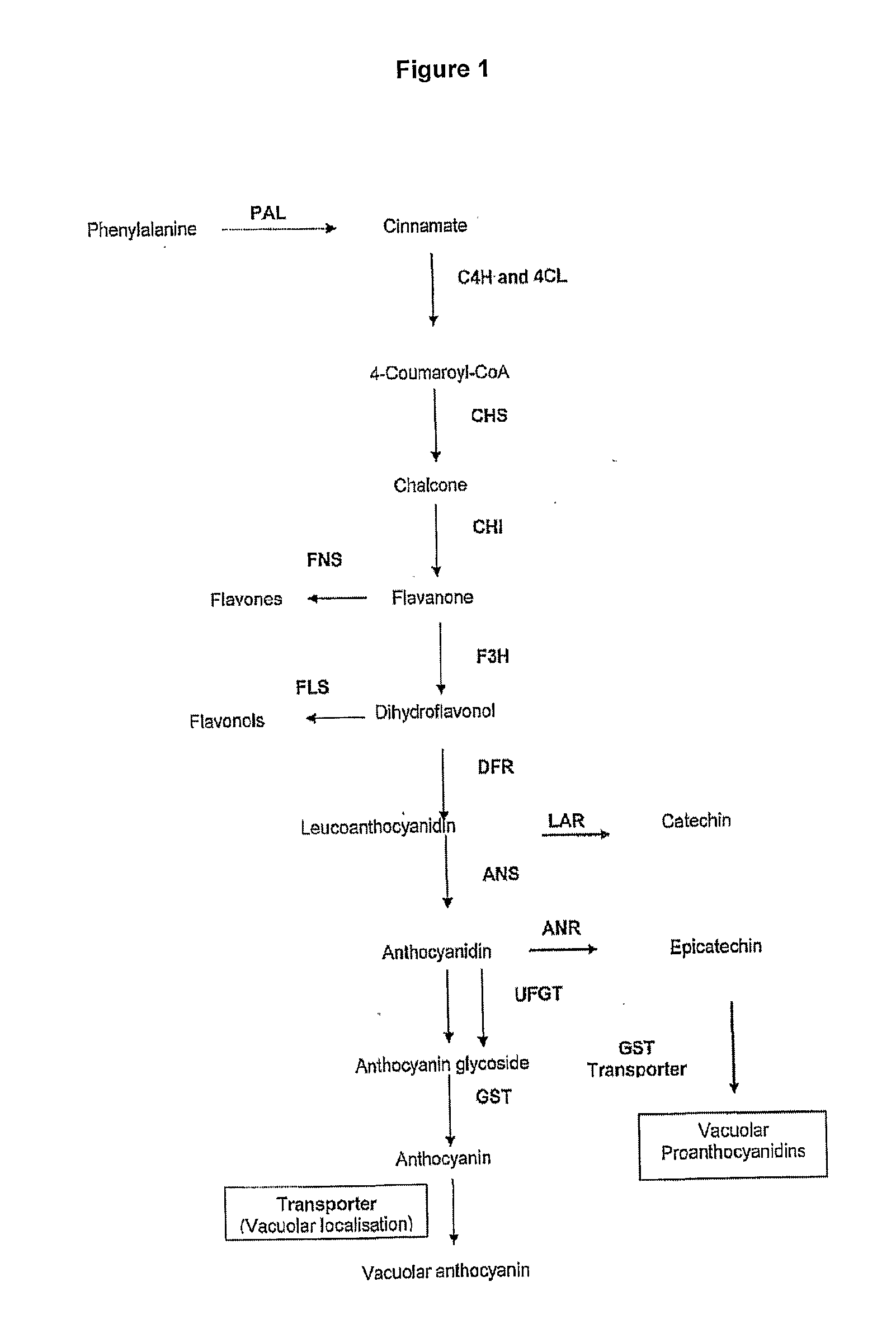 Novel genes involved in biosynthesis