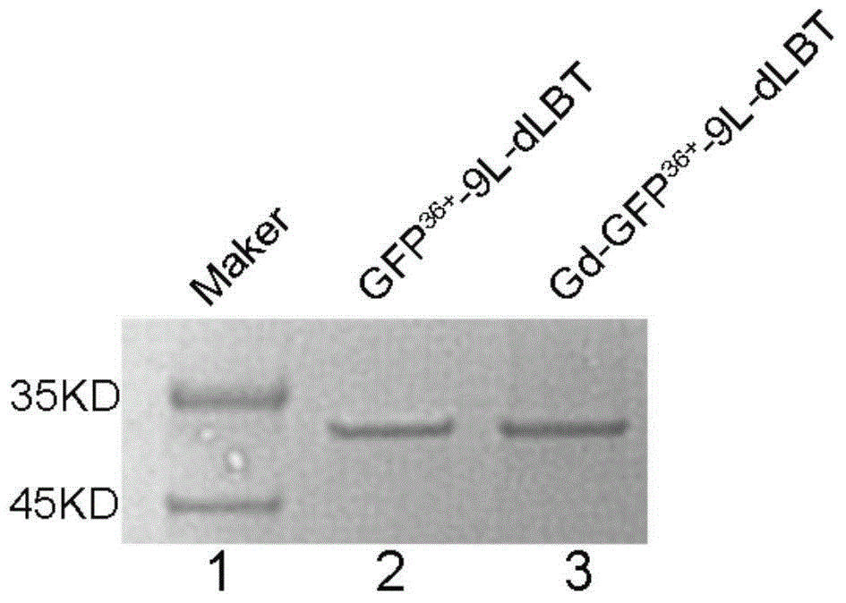 Fusion protein and preparation method thereof