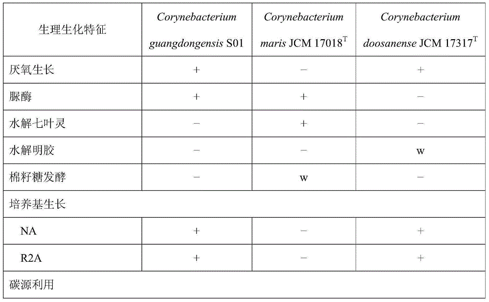 Corynebacterium guangdongensis producing various amino acids and application of Corynebacterium guangdongensis