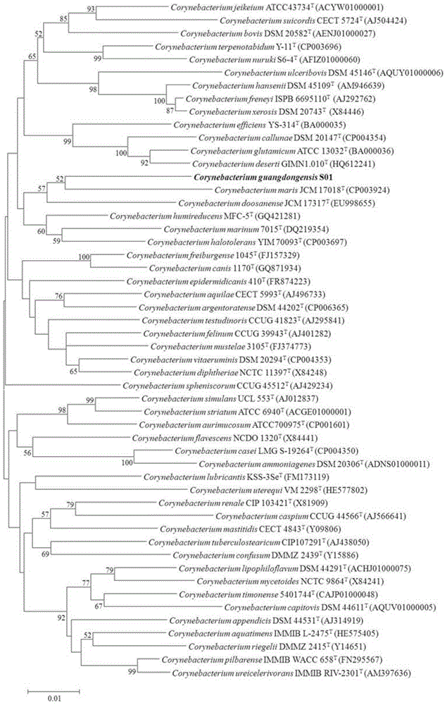 Corynebacterium guangdongensis producing various amino acids and application of Corynebacterium guangdongensis