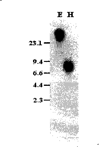 Protein related to rice ear sprouting period and encoding genes and uses thereof