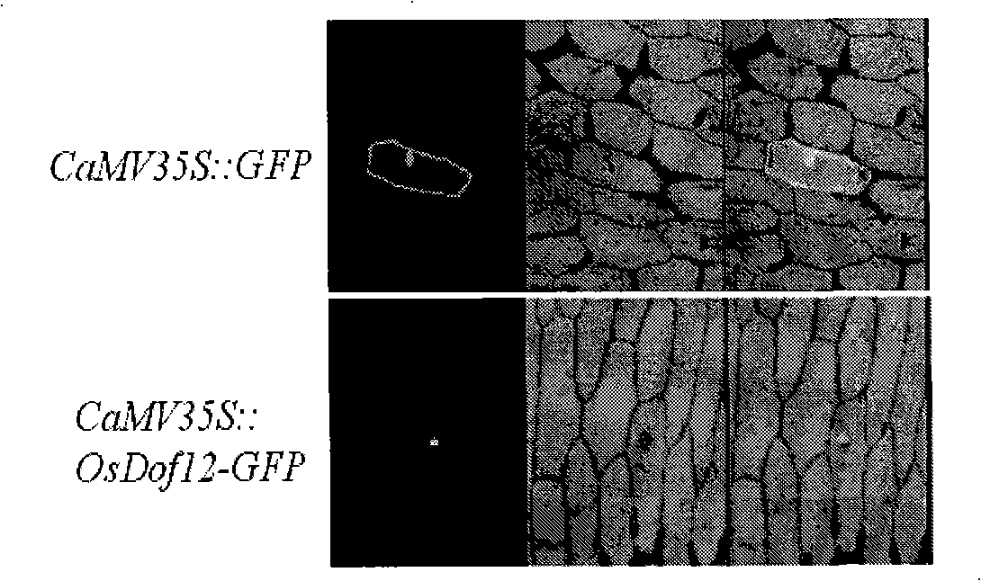 Protein related to rice ear sprouting period and encoding genes and uses thereof