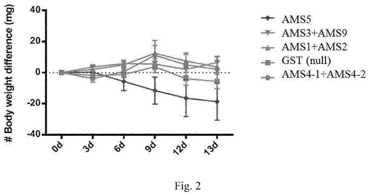 Peptide interacting with toll-like receptor 2 and the composition comprising the same