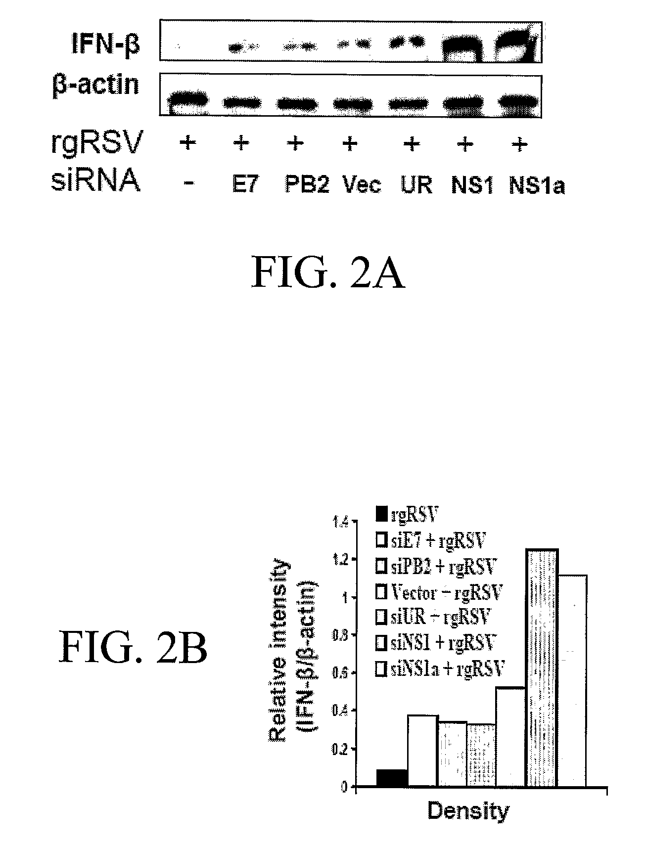 Polynucleotides for Reducing Respiratory Syncytial Virus Gene Expression
