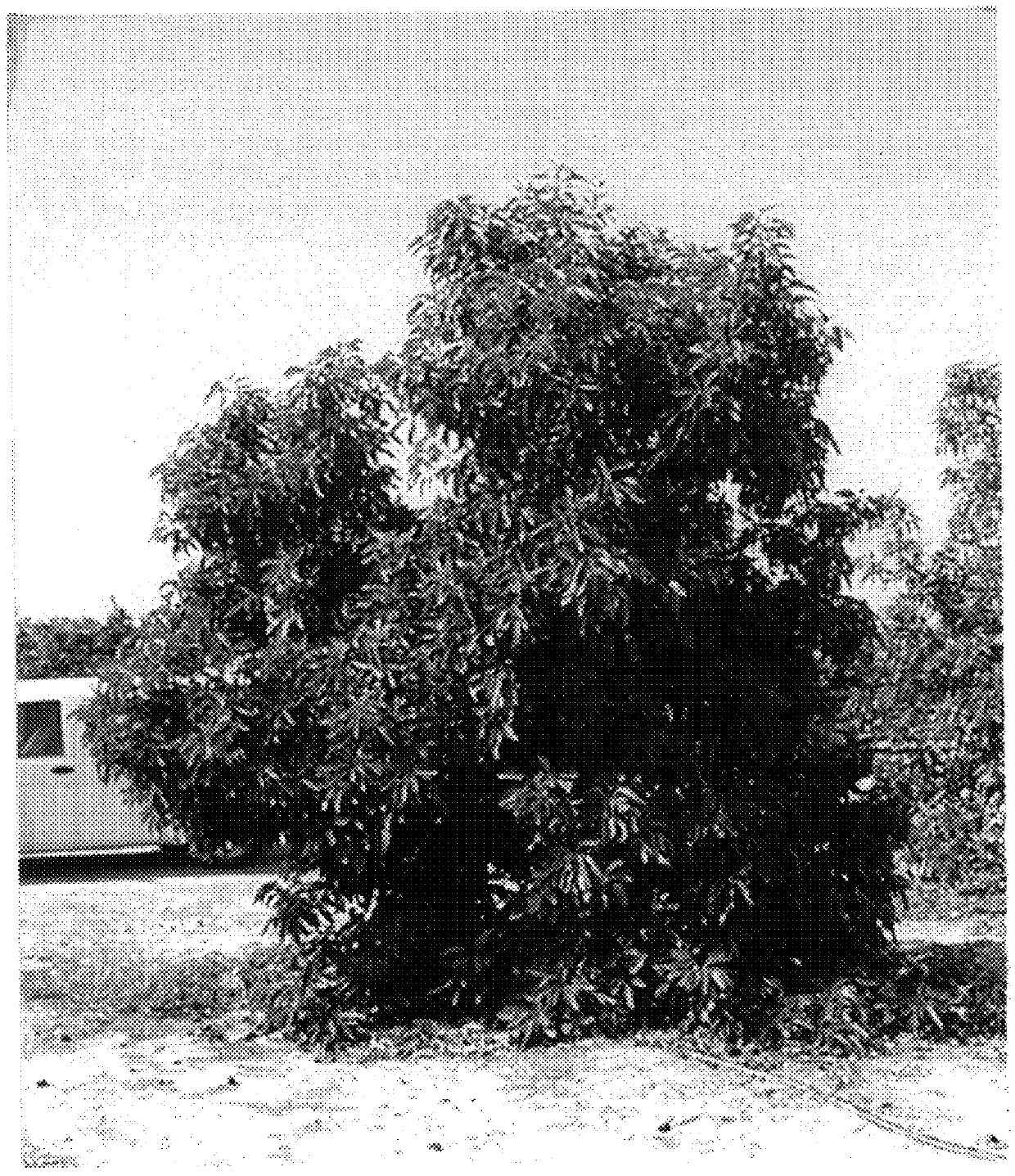 Avocado tree named `3-29-5`