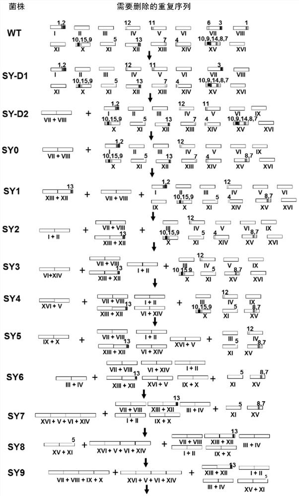 Yeast Engineering Strain Transformed by Chromosomal Fusion