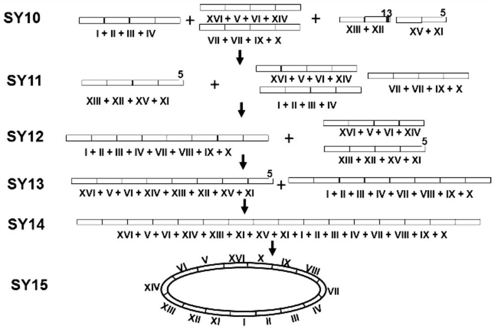 Yeast Engineering Strain Transformed by Chromosomal Fusion