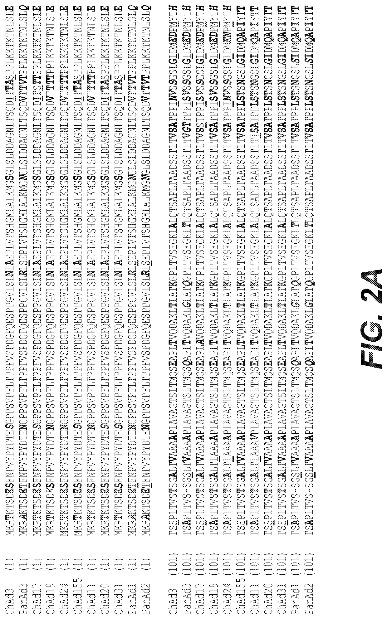 Chimpanzee adenovirus constructs with lyssavirus antigens