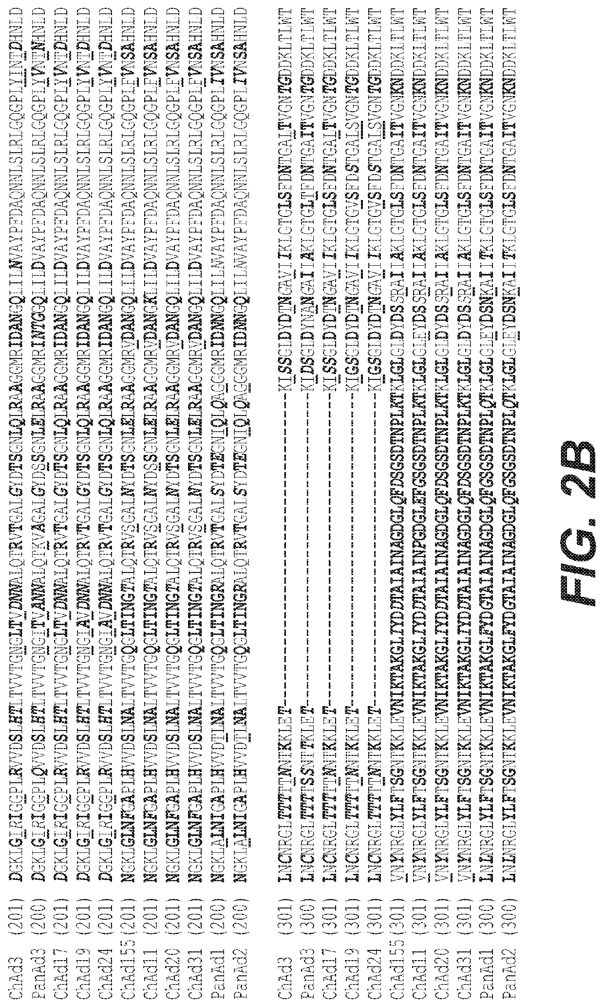 Chimpanzee adenovirus constructs with lyssavirus antigens