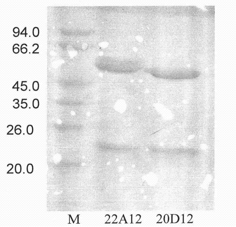 Monoclonal antibody for hand-foot-mouth EV71 virus and application thereof