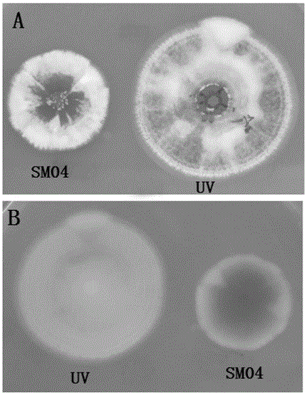 Anti-ultraviolet high-toxicity meterhizium anisopliae mutant strain MaUV-1 and application thereof