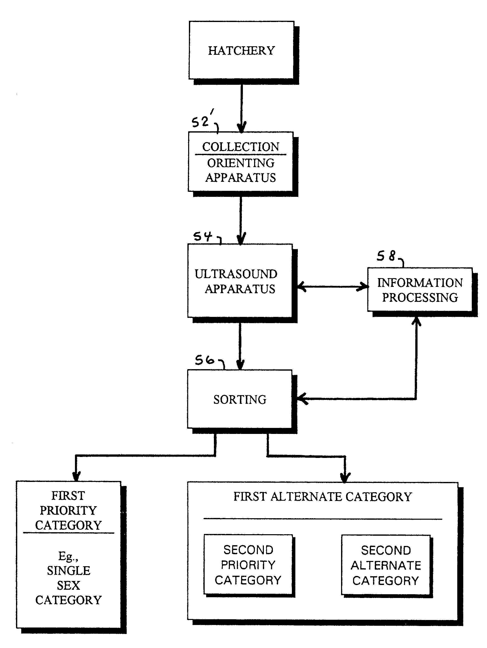 Ultrasound sex determination for sorting of avian hatchlings