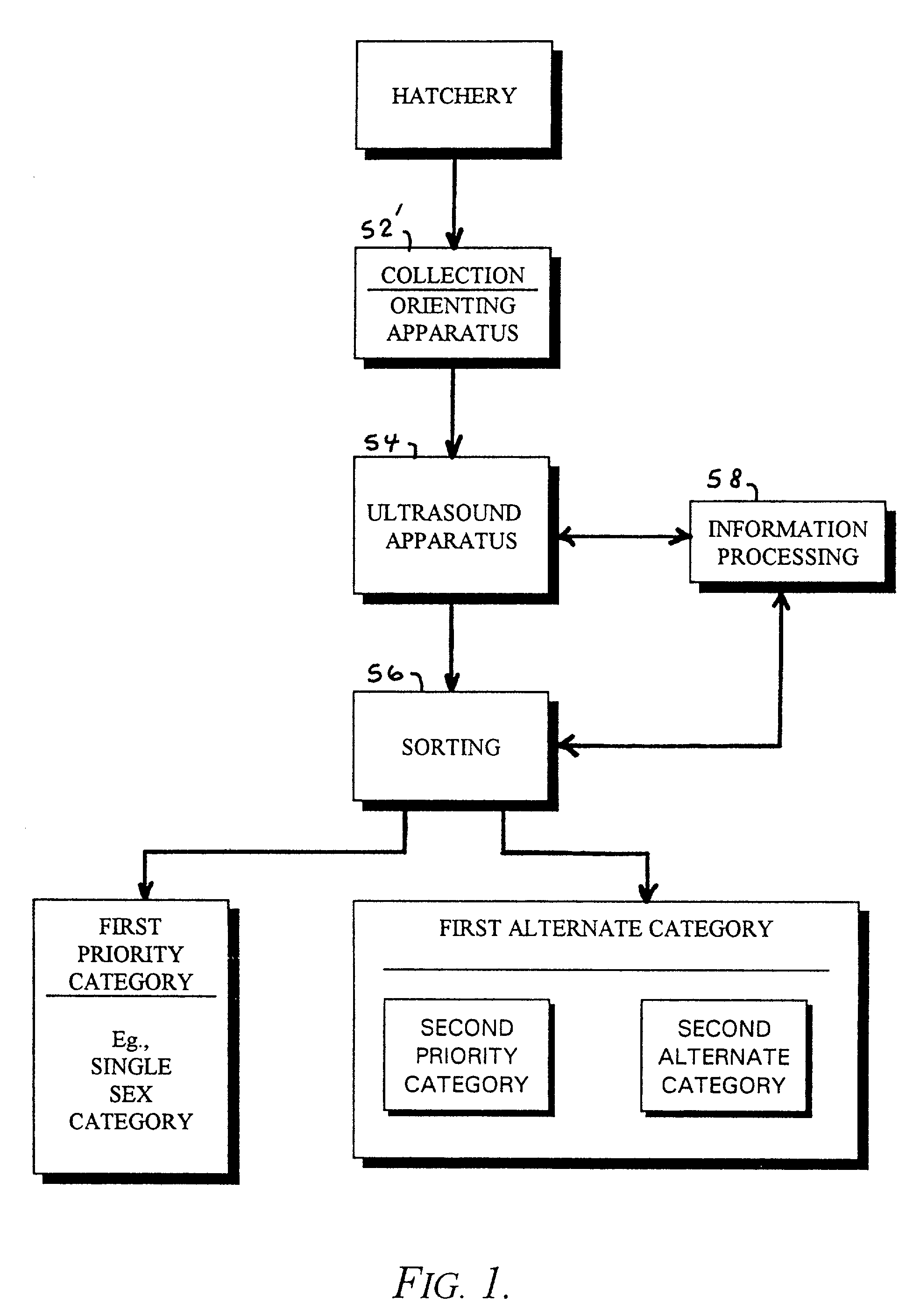 Ultrasound sex determination for sorting of avian hatchlings