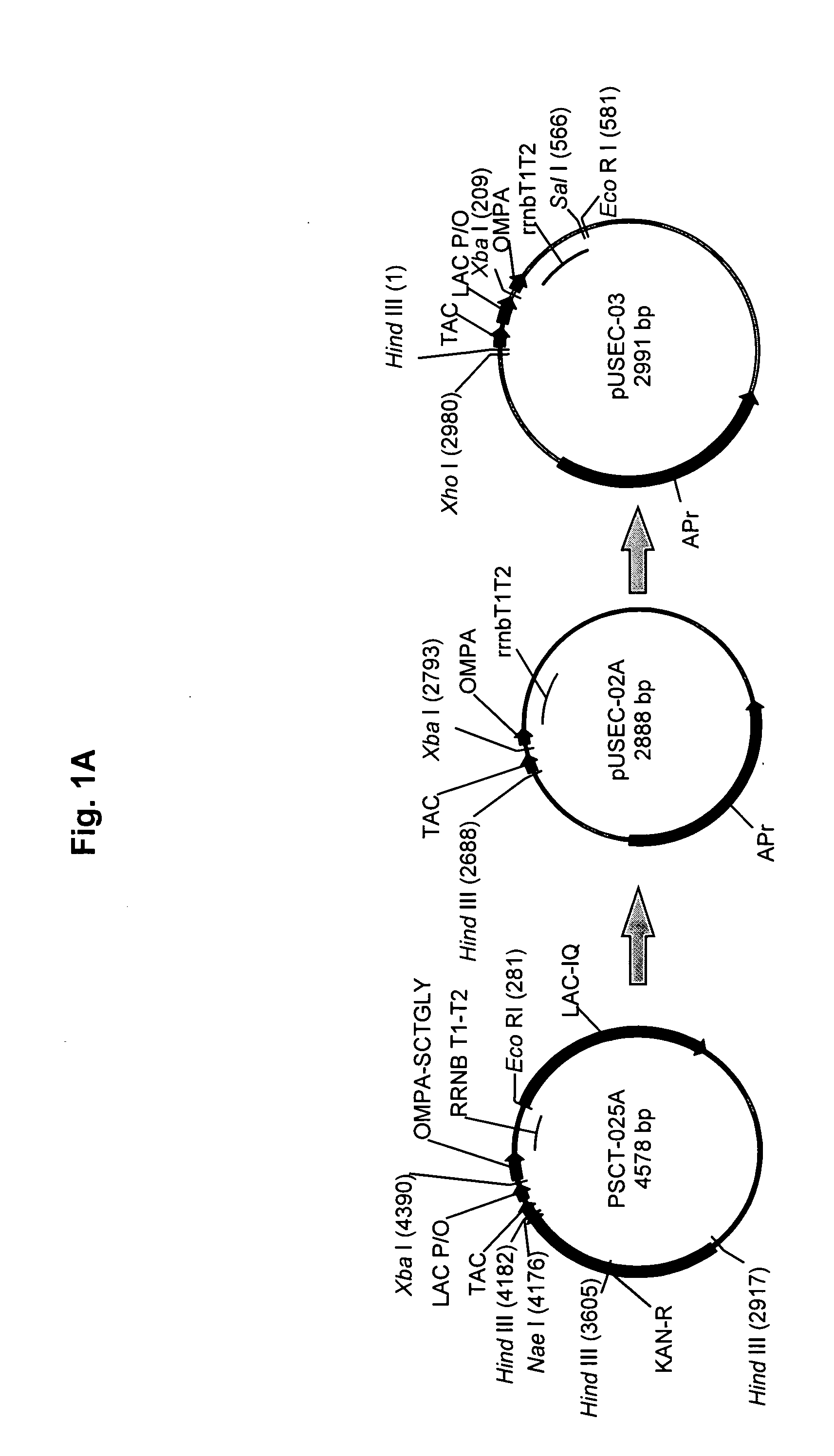 Bacterial host cell for the direct expression of peptides