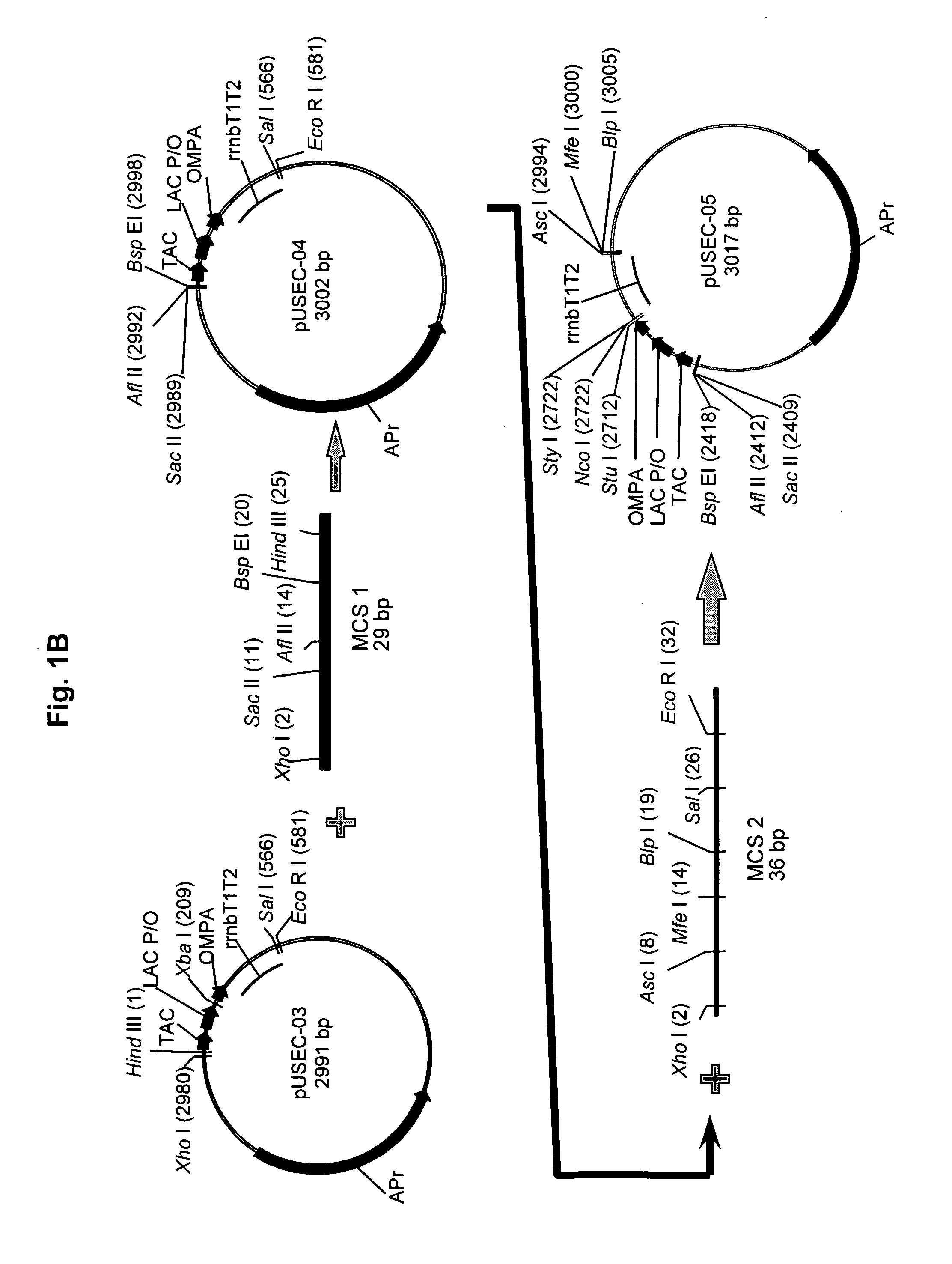 Bacterial host cell for the direct expression of peptides