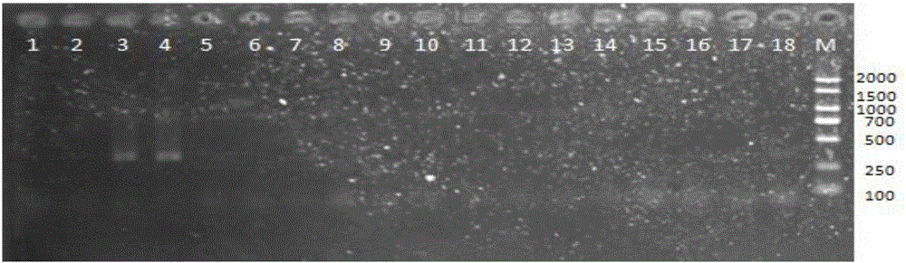 Multiplex-PCR primer and application thereof in cultivation process of turbots