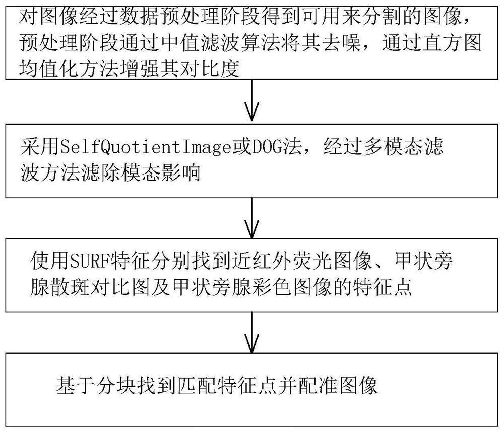 Parathyroid gland function imaging method and system, and endoscope