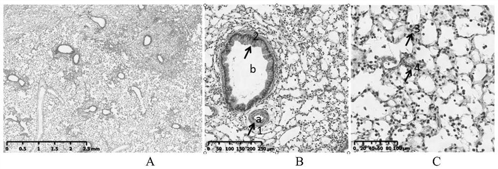 A method for constructing an interstitial pneumonia model with autoimmune characteristics