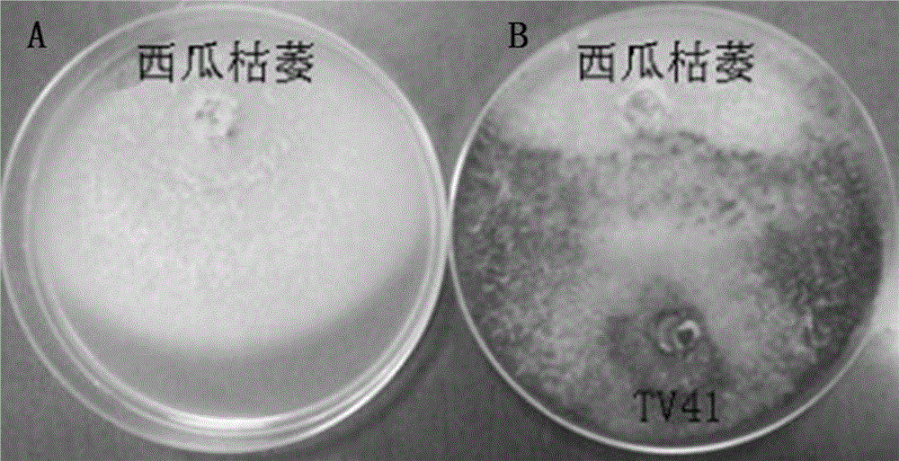 Method for preventing and controlling watermelon wilt and special microbial strains thereof