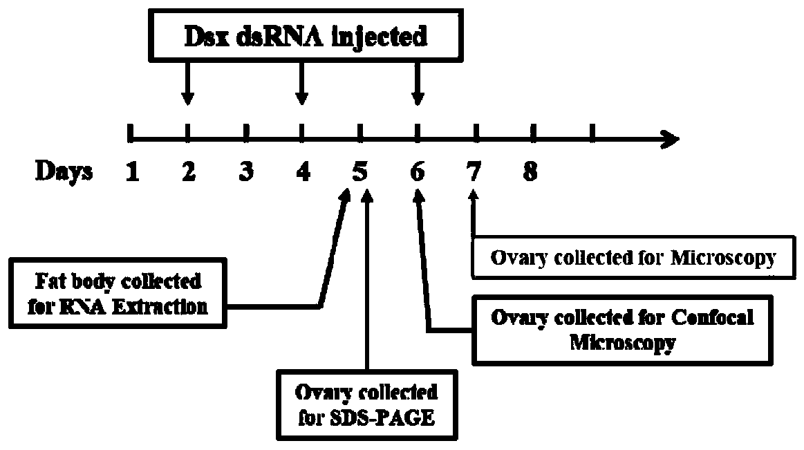 dsRNA designed based on Periplaneta americana Dsx gene, and preparation method, coding gene and application of dsRNA