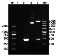 Mycobacterium smegmatis IL-17A and preparation method thereof