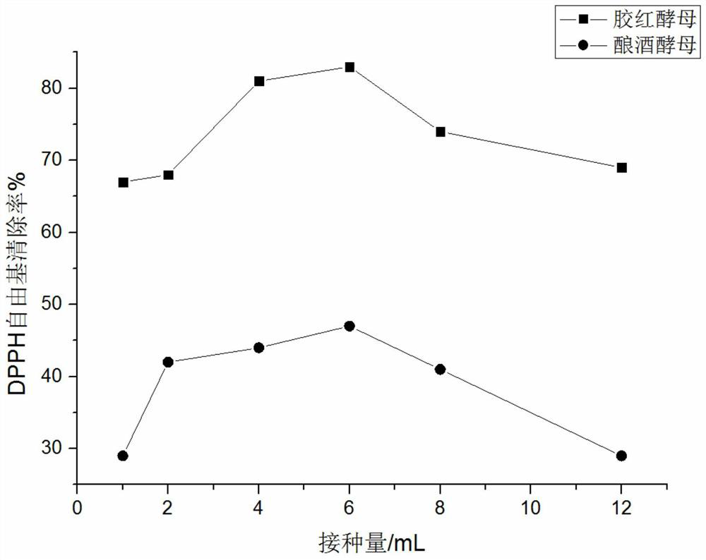 Fructus schisandrae and rhodotorula mucilaginosa fermentation extract as well as preparation method and application thereof