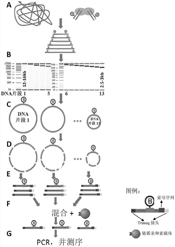 A method for preparing multiple DNA large fragments inserted into a paired-end sequencing library at one time