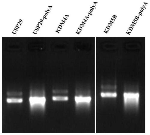 Method for improving development efficiency of pig cloned embryos