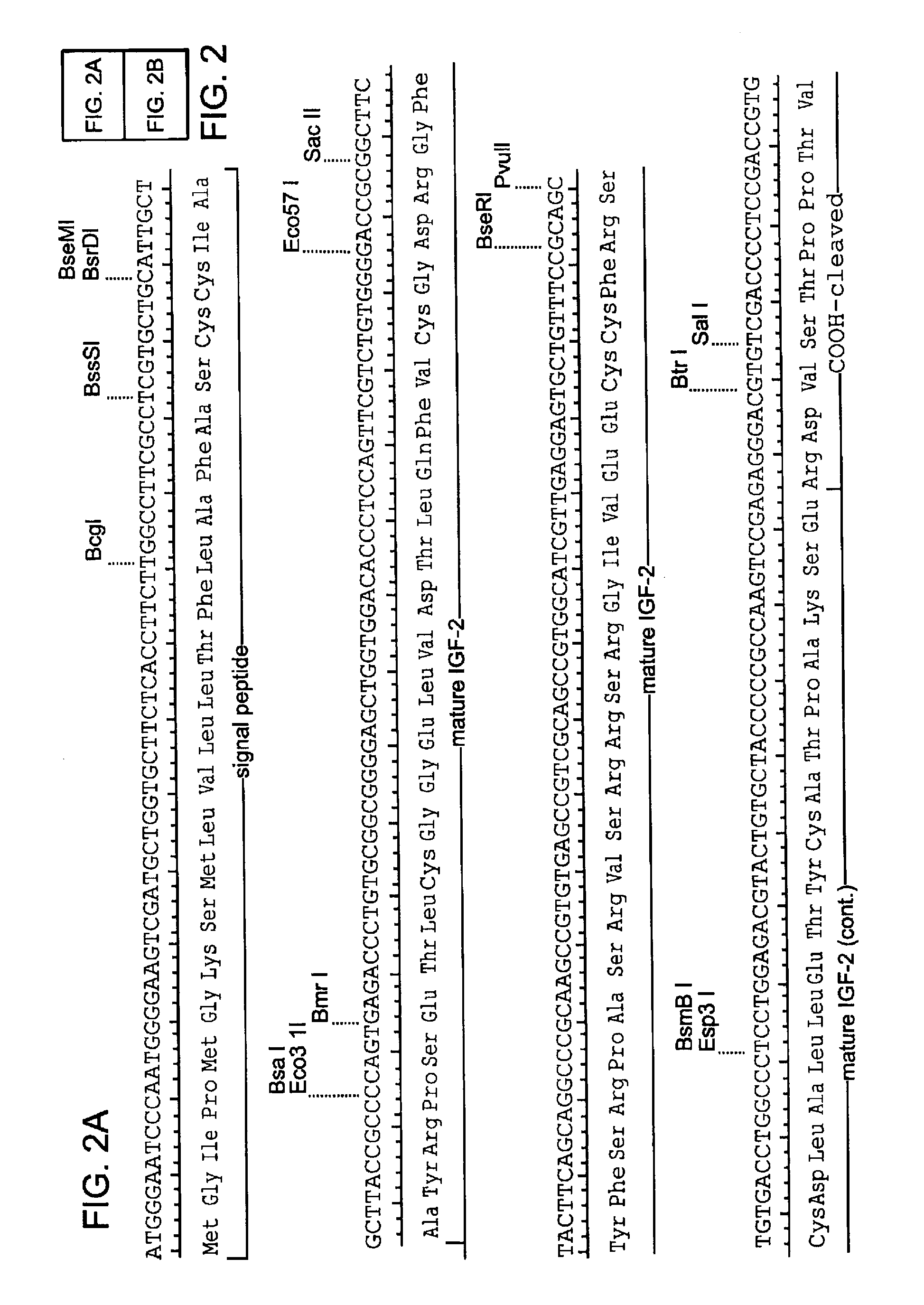 Targeted therapeutic proteins