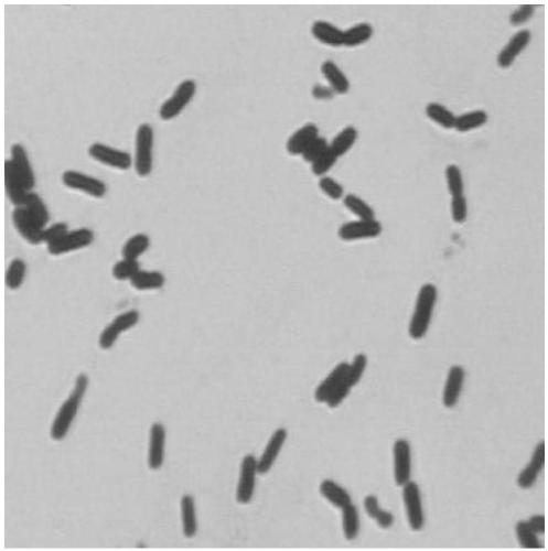 Broad-spectrum antibacterial Bacillus amyloliquefaciens strain and application thereof