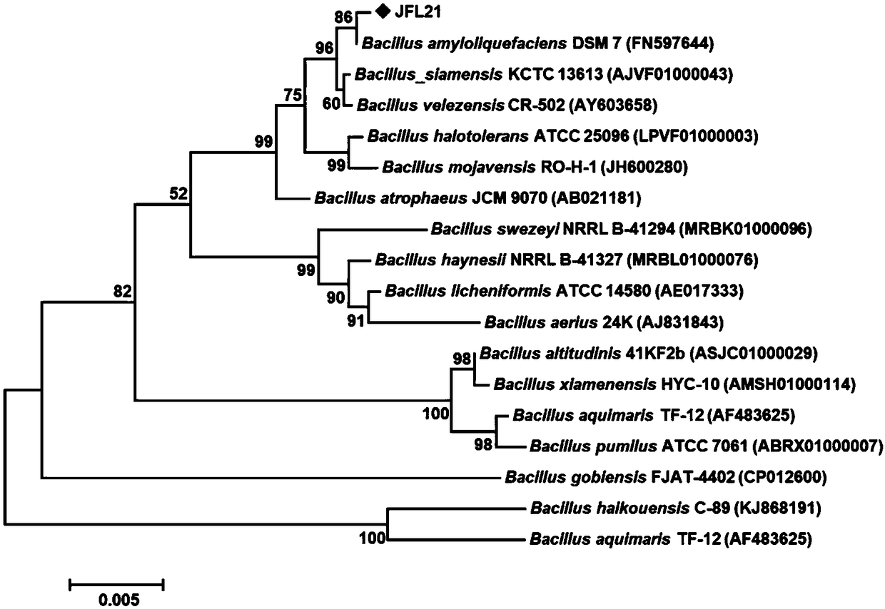 Broad-spectrum antibacterial Bacillus amyloliquefaciens strain and application thereof