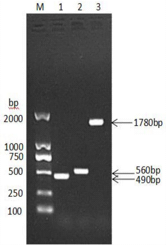 Fusion protein with porcine albumin, porcine interferons gamma and porcine interleukins 2 and method for preparing fusion protein