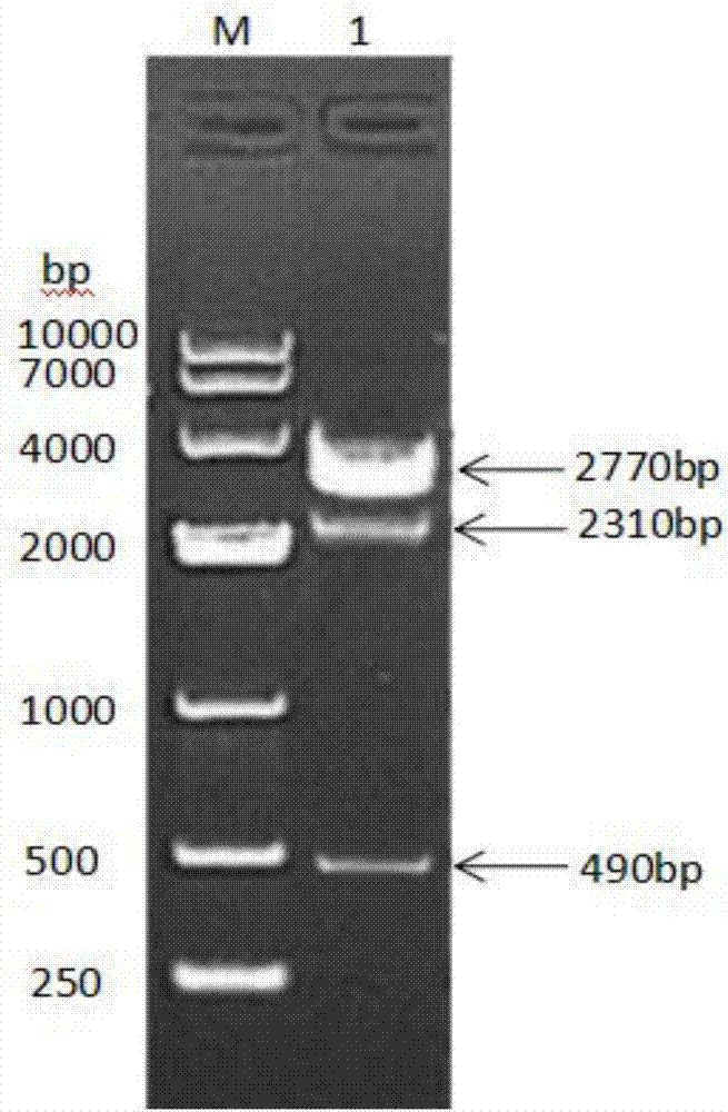 Fusion protein with porcine albumin, porcine interferons gamma and porcine interleukins 2 and method for preparing fusion protein