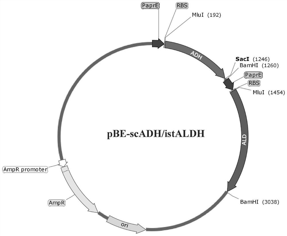 A method for constructing an integrated high-efficiency expression of acetaldehyde dehydrogenase Bacillus subtilis