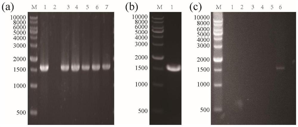 A method for constructing an integrated high-efficiency expression of acetaldehyde dehydrogenase Bacillus subtilis