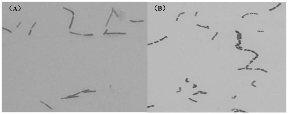 Streptococcus thermophilus, sleep-aiding fermented milk base material rich in GABA, lactic acid bacteria beverage and preparation method