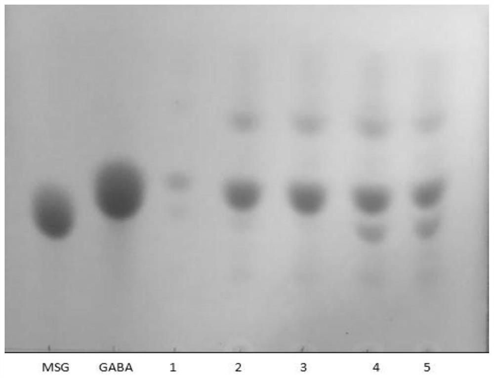 Streptococcus thermophilus, sleep-aiding fermented milk base material rich in GABA, lactic acid bacteria beverage and preparation method