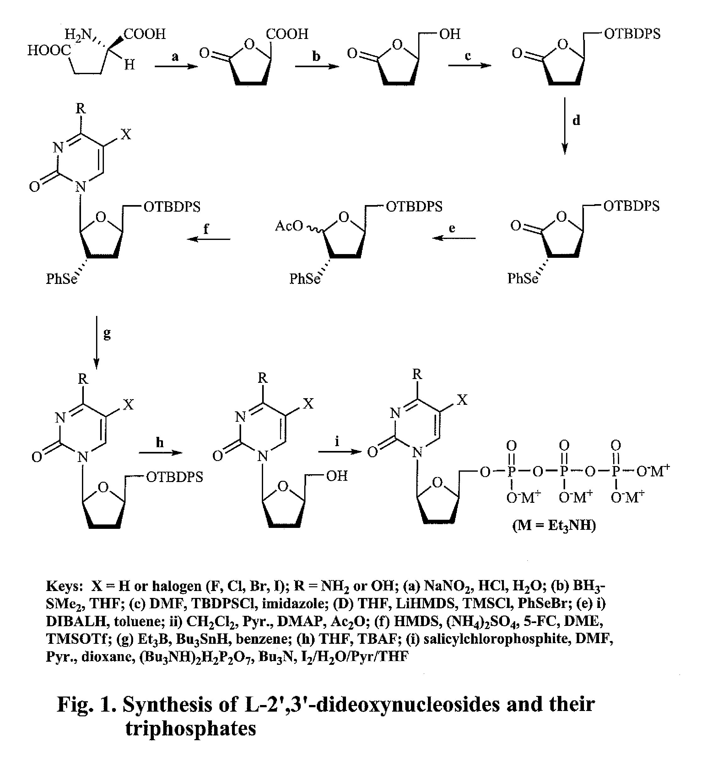 2′,3′-dideoxynucleoside analogues for the treatment or prevention of Flaviviridae infections
