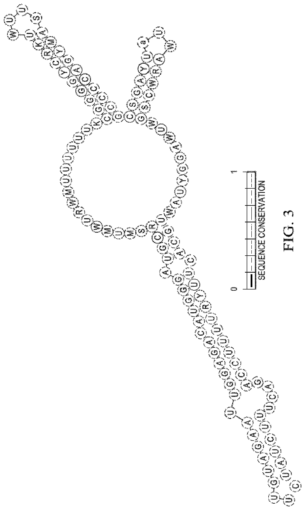 Galactose utilization