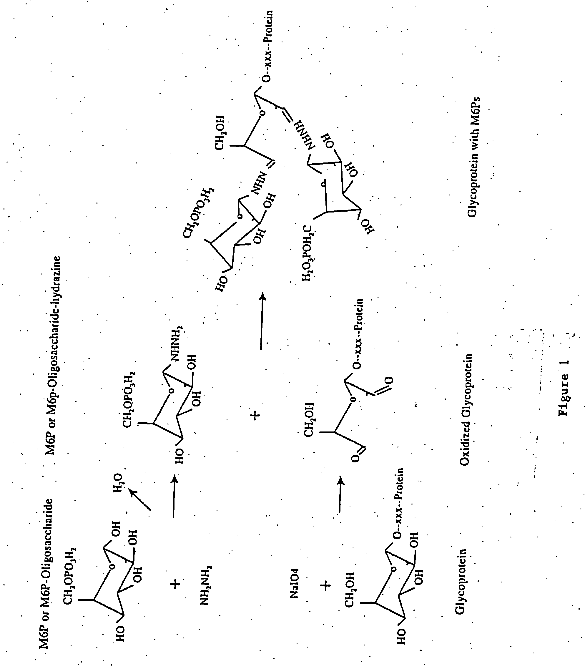 Methods for introducing mannose 6-phosphate and other oligosaccharides onto glycoproteins