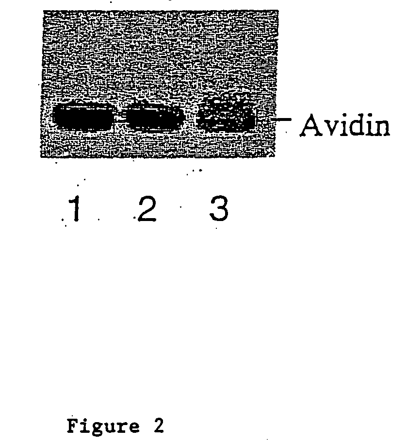 Methods for introducing mannose 6-phosphate and other oligosaccharides onto glycoproteins