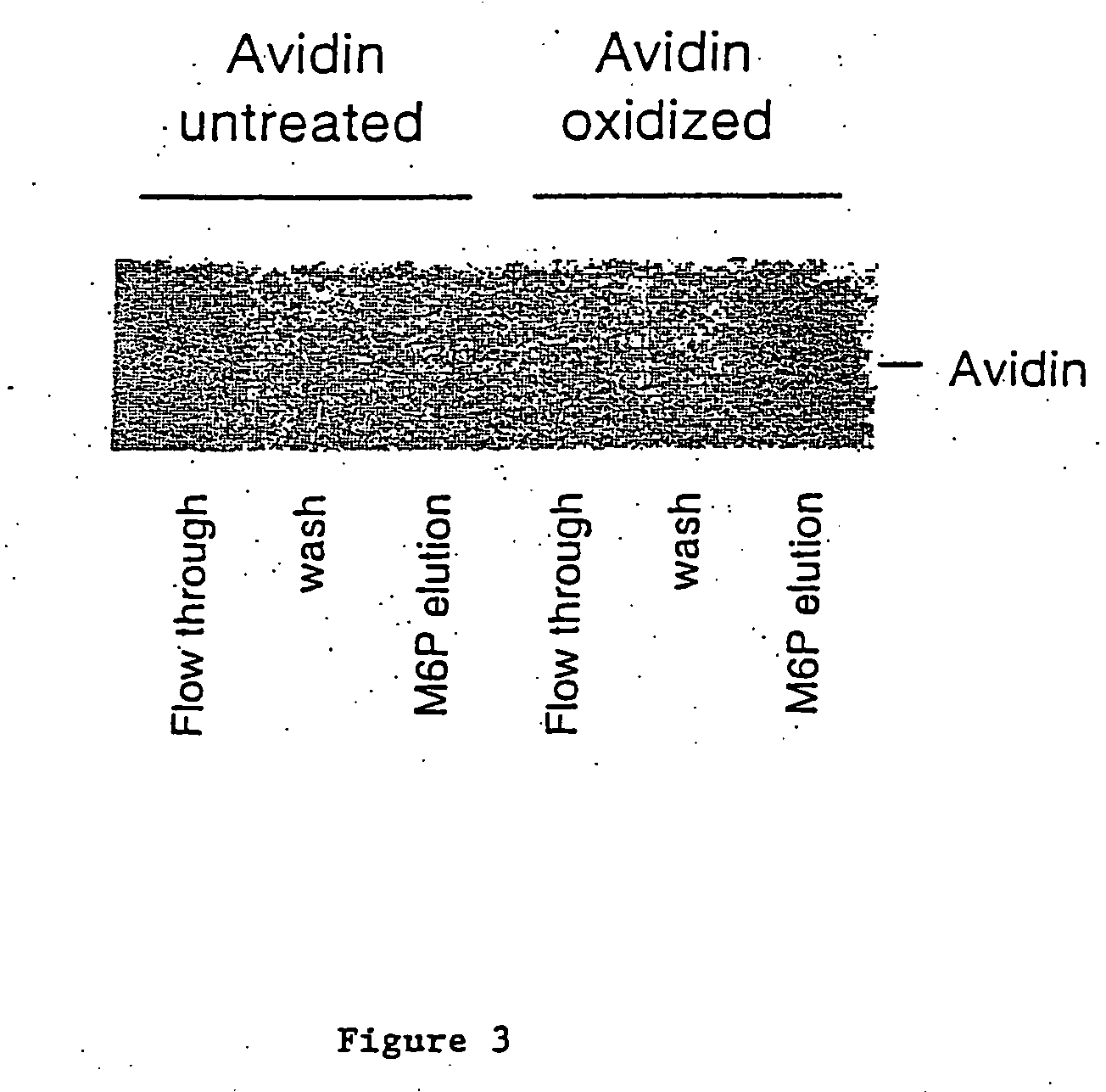 Methods for introducing mannose 6-phosphate and other oligosaccharides onto glycoproteins