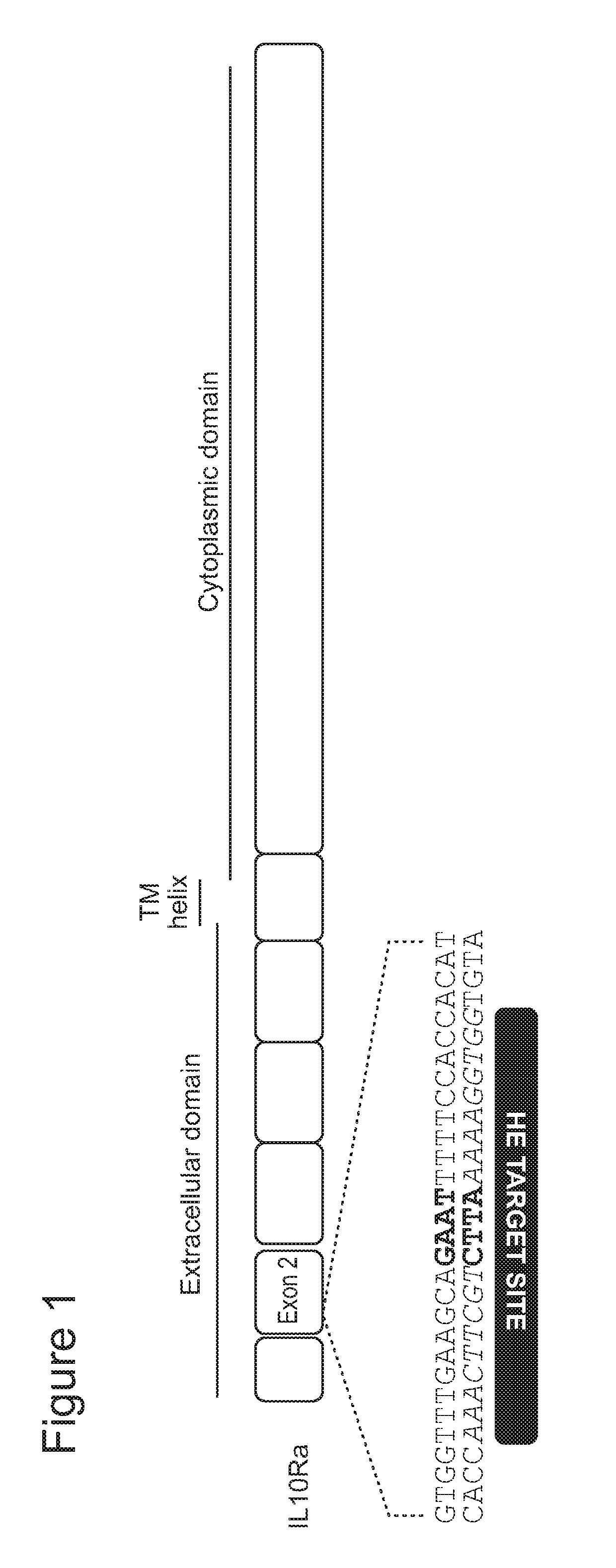 Il-10 receptor alpha homing endonuclease variants, compositions, and methods of use