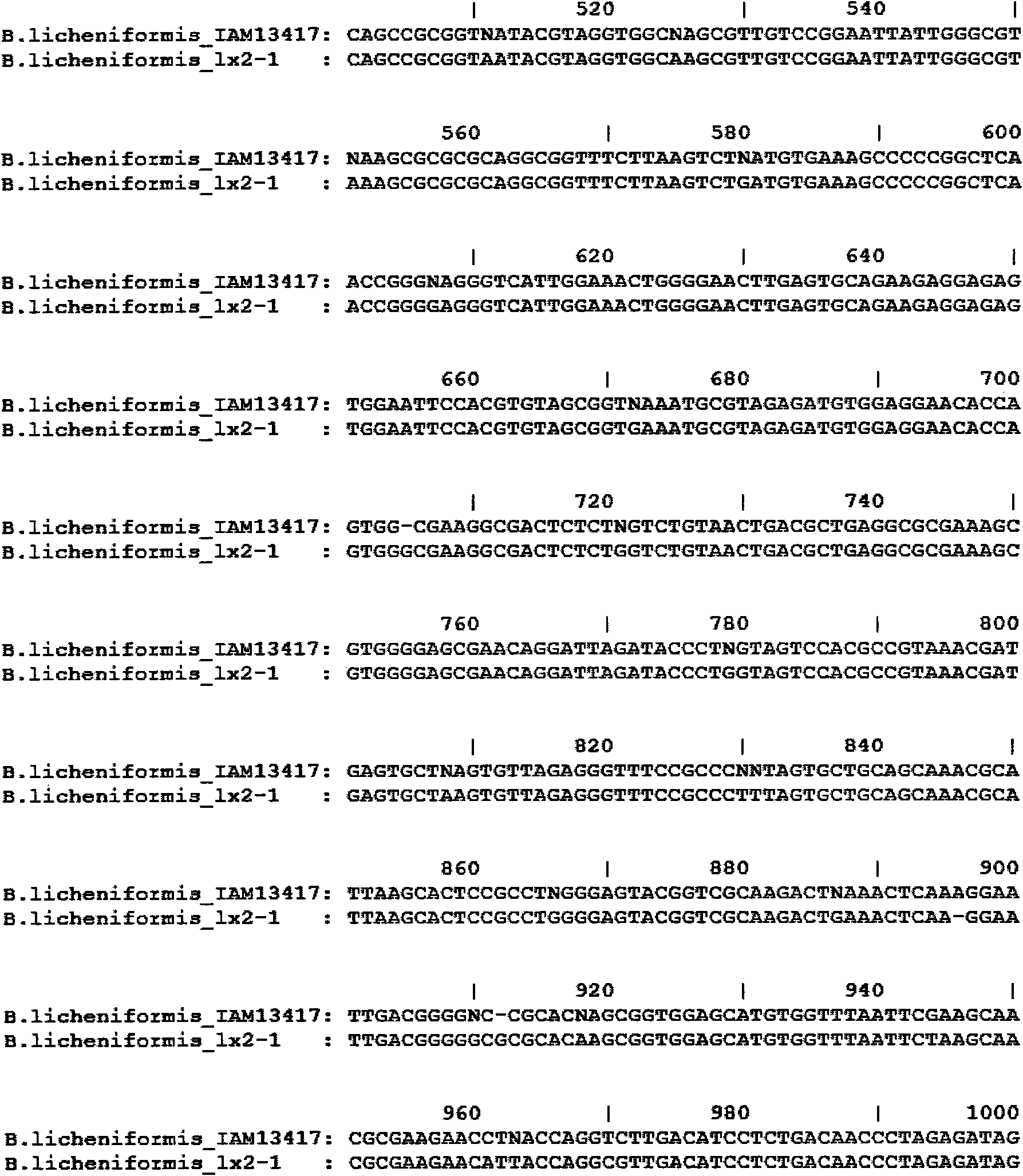 Bacillus licheniformis bacterial strain and application thereof