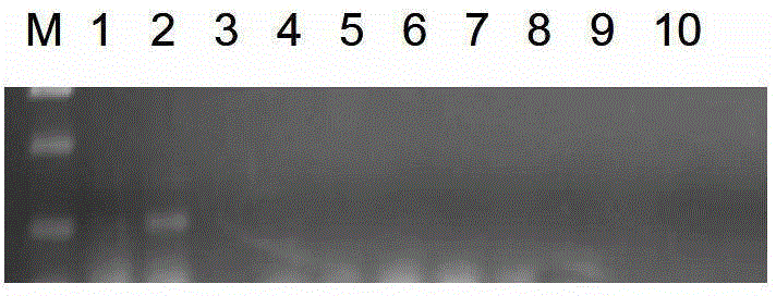 Volvaria volvacea V14 strain molecular specific detection markers and detection method