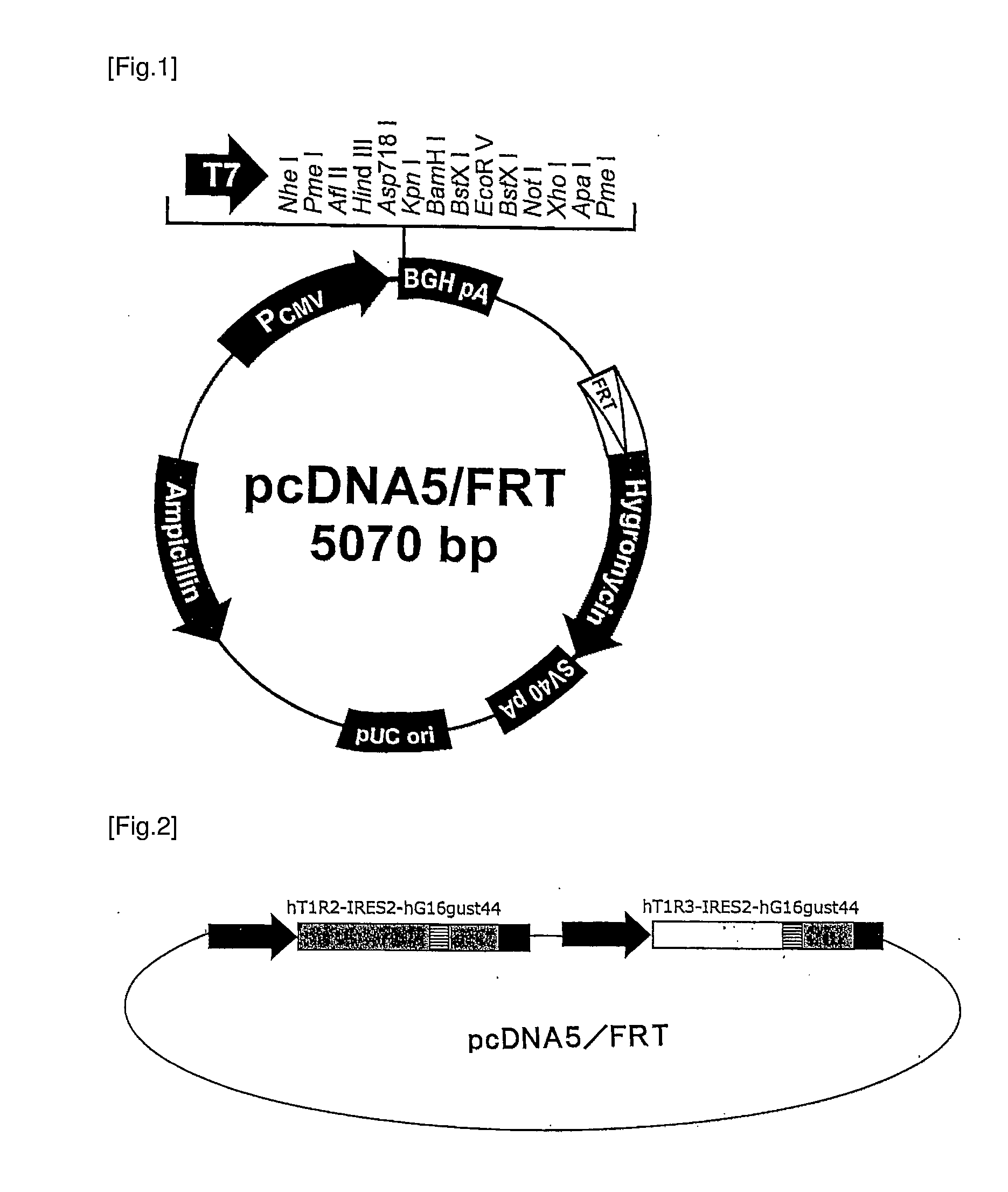 Human sweet taste receptor-acting sweet taste regulating substance to sweet taste substance