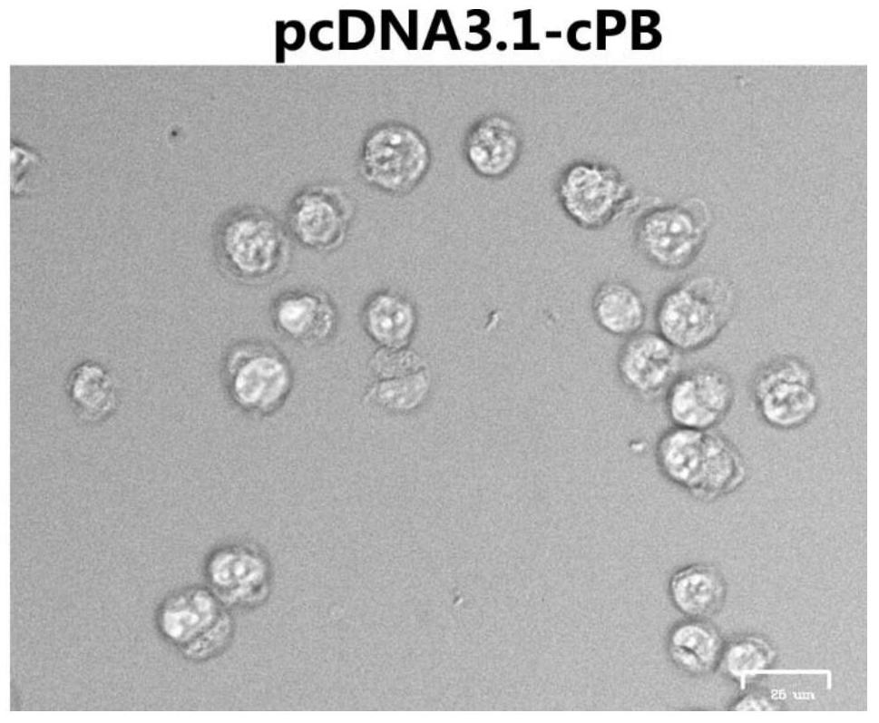 A transposase that efficiently mediates the integration of foreign genes and its use