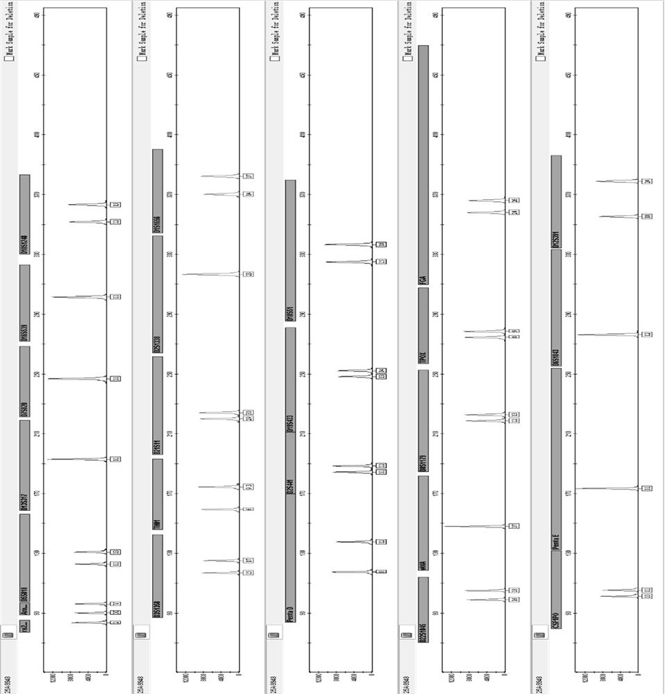 Specific amplification primer set for simultaneously amplifying 25 human str loci, fluorescent label amplification kit, application and method